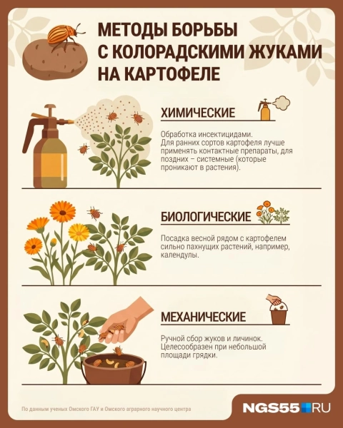 Секретное оружие против колорадского жука: способы, которые спасут ваш урожай картофеля