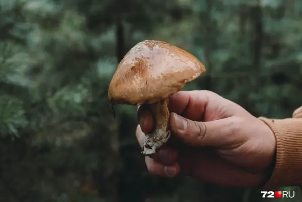 Самые вкусные августовские грибы для первой корзинки