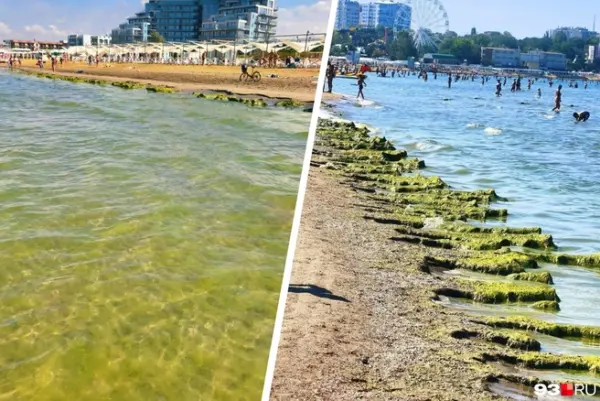 Крокодилы из водорослей на пляжах Анапы в конце лета