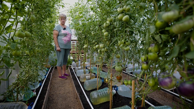 Томатная королева. В коллекции огородницы из Сибири 563 сорта помидоров — за ними охотятся дачники из Европы