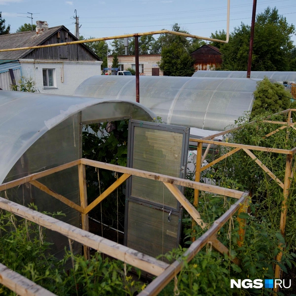 Томатная королева. В коллекции огородницы из Сибири 563 сорта помидоров — за ними охотятся дачники из Европы